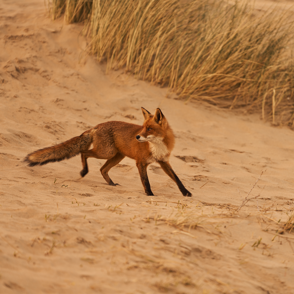 Red fox walking on sandy ground with grasses in the background